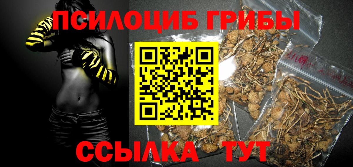 Сергиев Посад  Псилоцибиновые грибы Psilocybe  Вход с VPN 